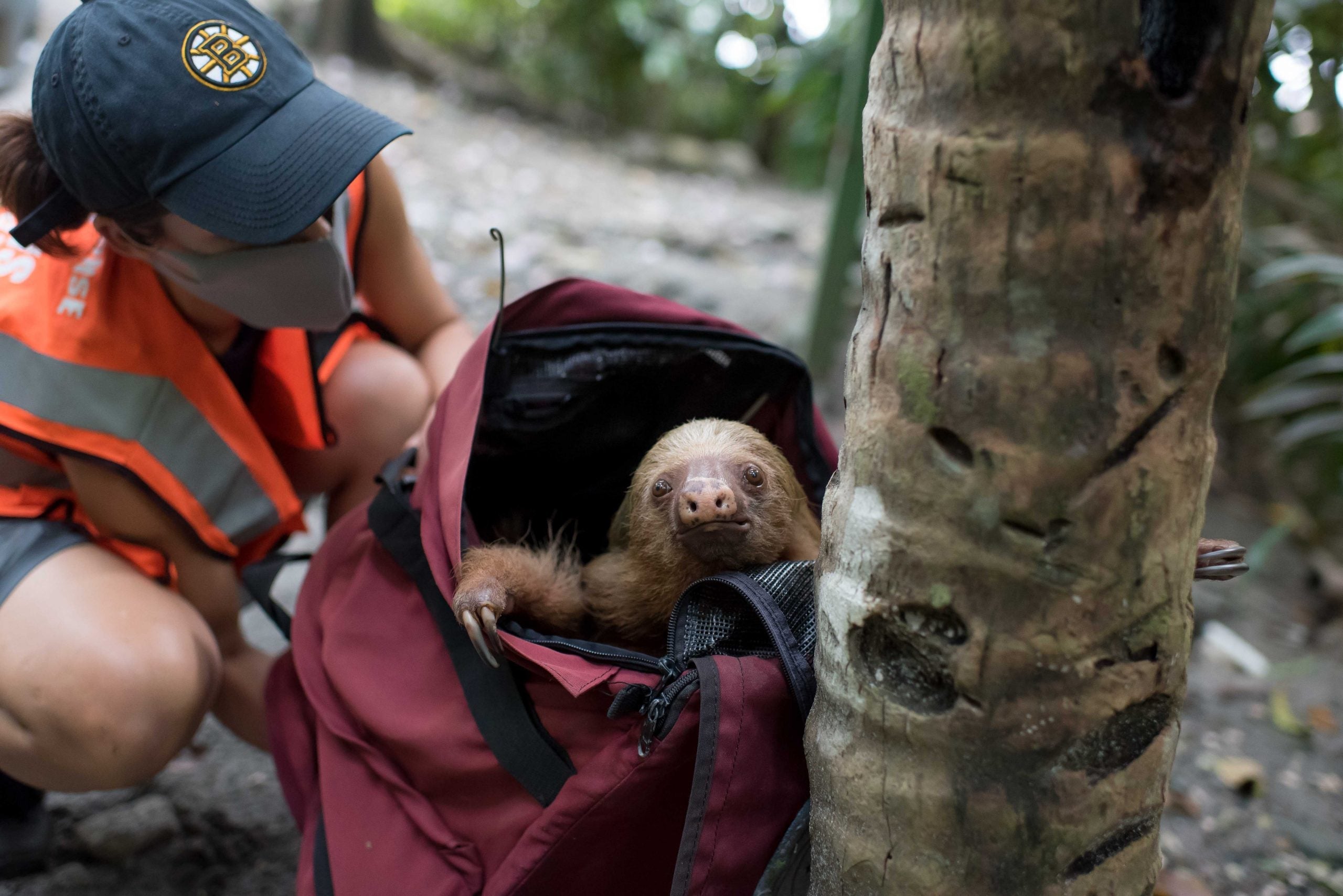 7 Greatest Threats To Sloths In The Costa Rica | Maria Nila