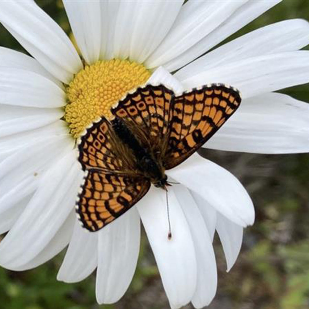 Butterfly on a white flower